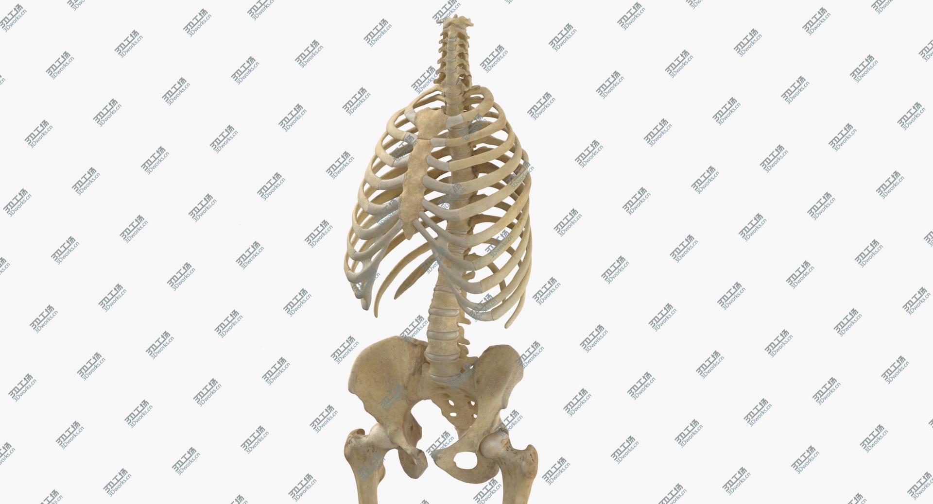 images/goods_img/202104021/3D Real Human Rib Cage Spine Female Pelvis and Leg Bones Anatomy With Intervertibral Disks model/5.jpg